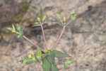 Greater Florida spurge